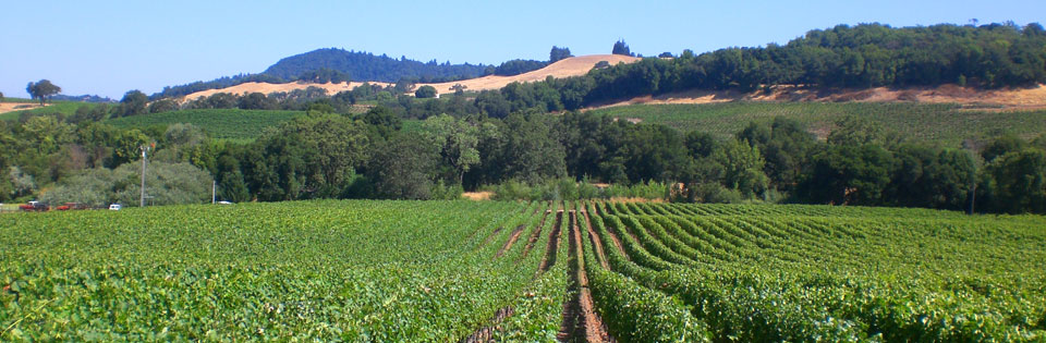 Russian River Valley Vineyards 22